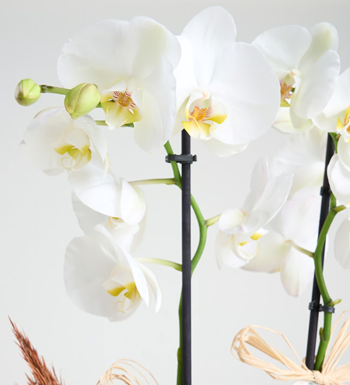 istanbul orkide siparişi beyaz orkide saksı aynı gün çiçek 