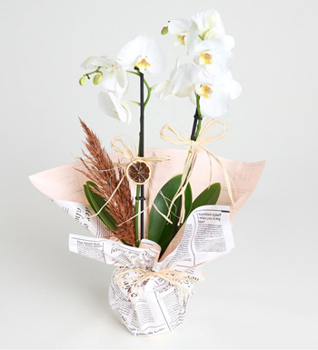 istanbul orkide siparişi beyaz orkide saksı aynı gün çiçek 