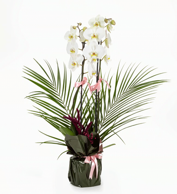 istanbul orkide siparişi orkide ve fenix aranjman aynı gün 