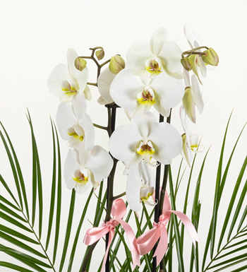 istanbul orkide siparişi orkide ve fenix aranjman aynı gün 