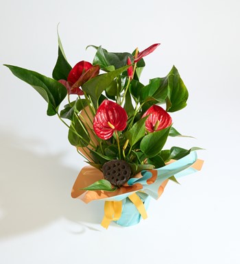 istanbul antoryum siparişi saksıda antoryum çiçeği aynı gün 