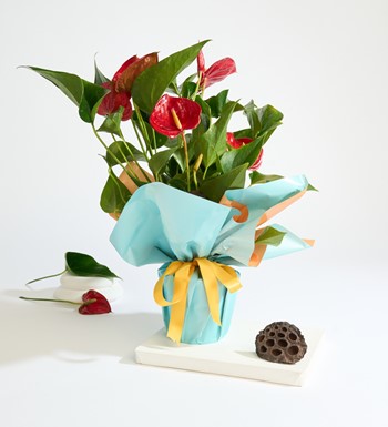 istanbul antoryum siparişi saksıda antoryum çiçeği aynı gün 