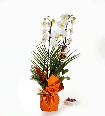 istanbul orkide siparişi beyaz orkide fenix aranjman aynı gü