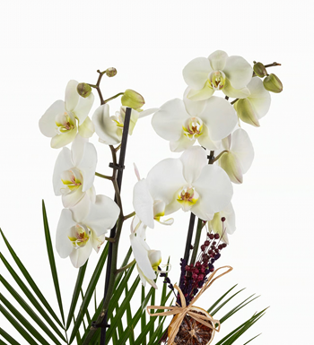 istanbul orkide siparişi beyaz orkide fenix aranjman aynı gü